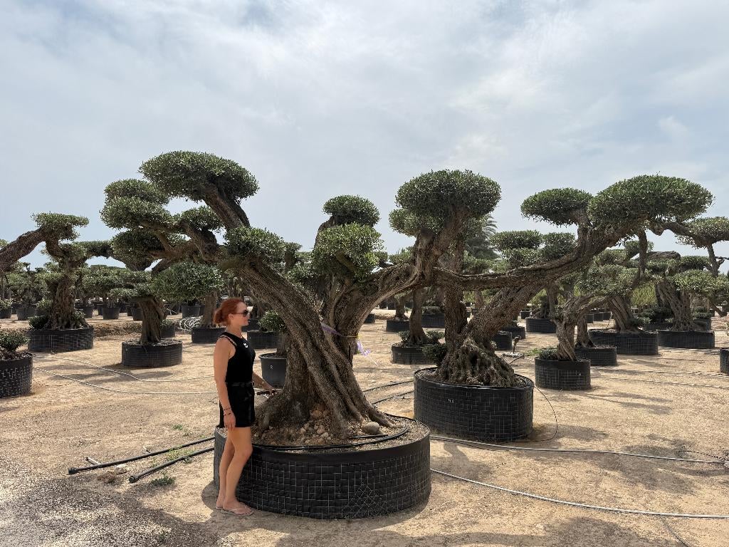 Olijfboom bonsai plateaus groot - Olea europaea bonsai!!!!!!, Tuin en Terras, Planten | Bomen, Olijfboom, 250 tot 400 cm, Zomer