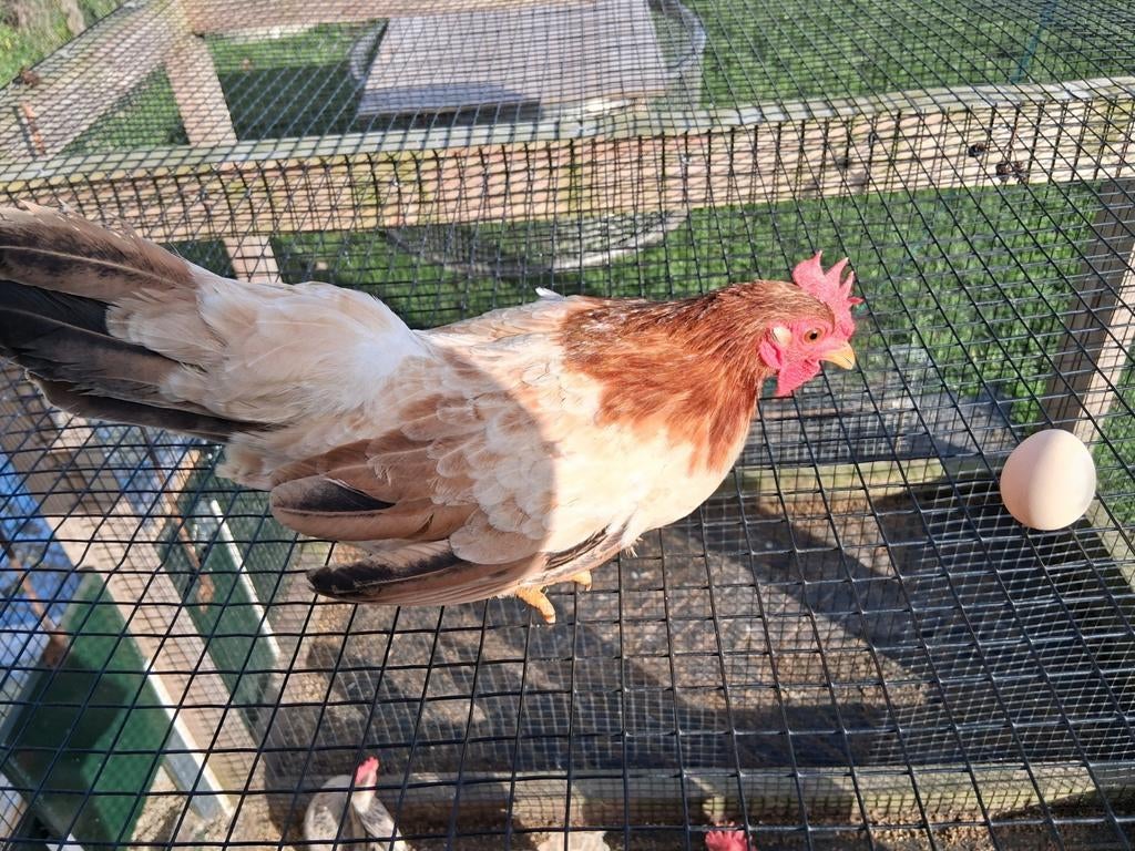 Broedeieren chabo, Dieren en Toebehoren, Geslacht onbekend, Kip