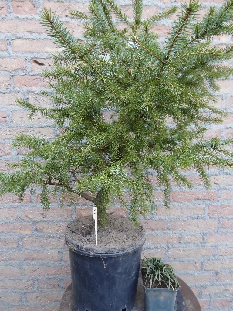 Bonsai: Picea omorika, Tuin en Terras, Ophalen, Bloeit niet, Halfschaduw, Overige soorten