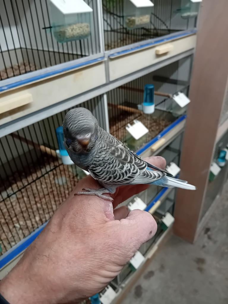 Blackface melanistic, Meerdere dieren, Parkiet, Geringd