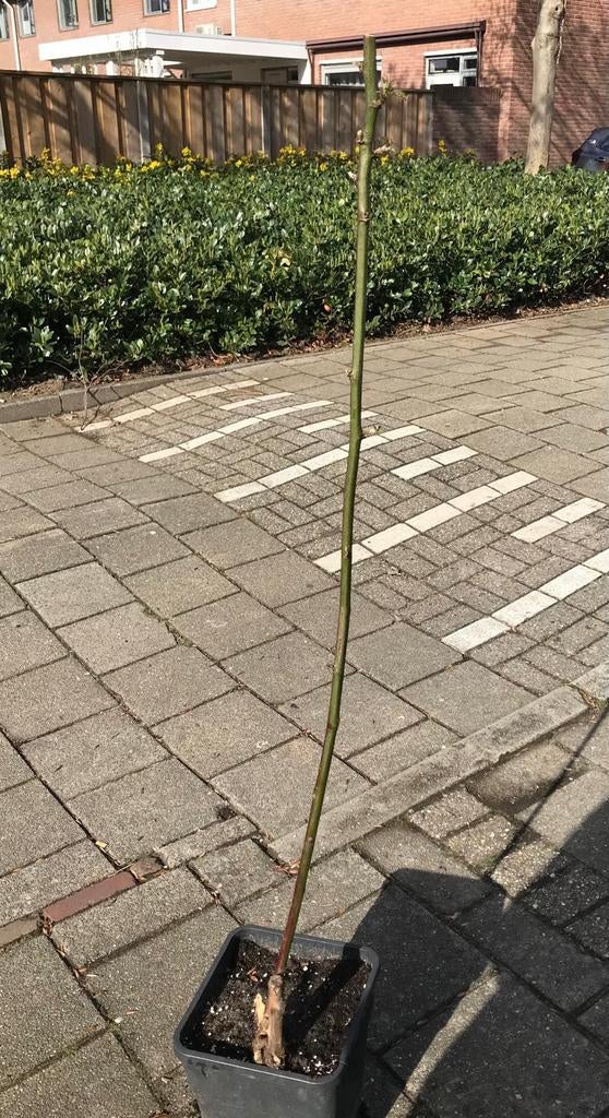 Braamstruik, Tuin en Terras, Planten | Tuinplanten, Vaste plant, Fruitplanten, Volle zon, Zomer, Ophalen of Verzenden