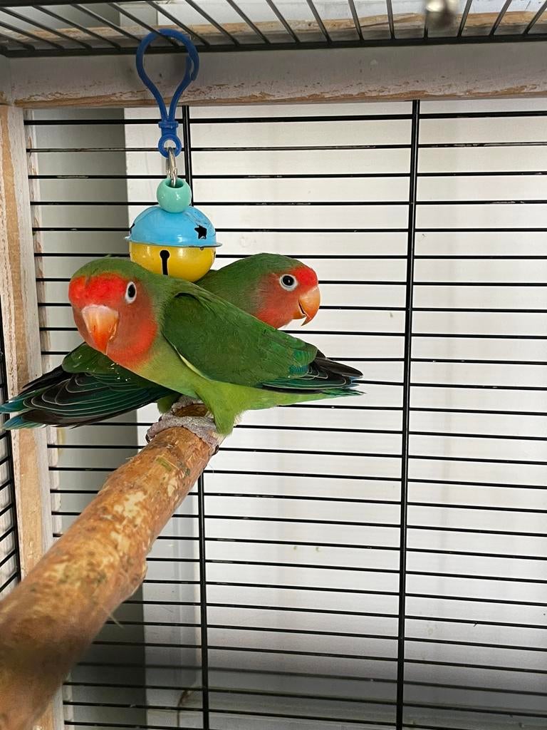 Agapornis Dwergpapegaai Lovebird Fischerie Roseicolle Person, Dieren en Toebehoren, Vogels | Parkieten en Papegaaien, Dwergpapegaai of Agapornis