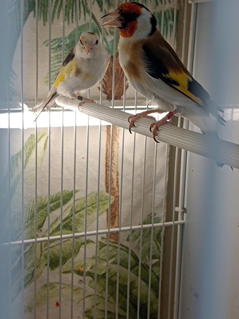 te koop koppel major putter da man van 2024 de pop 2025