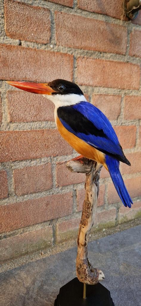 Zwartkap ijsvogel, Ophalen of Verzenden, Zo goed als nieuw, Vogel, Opgezet dier