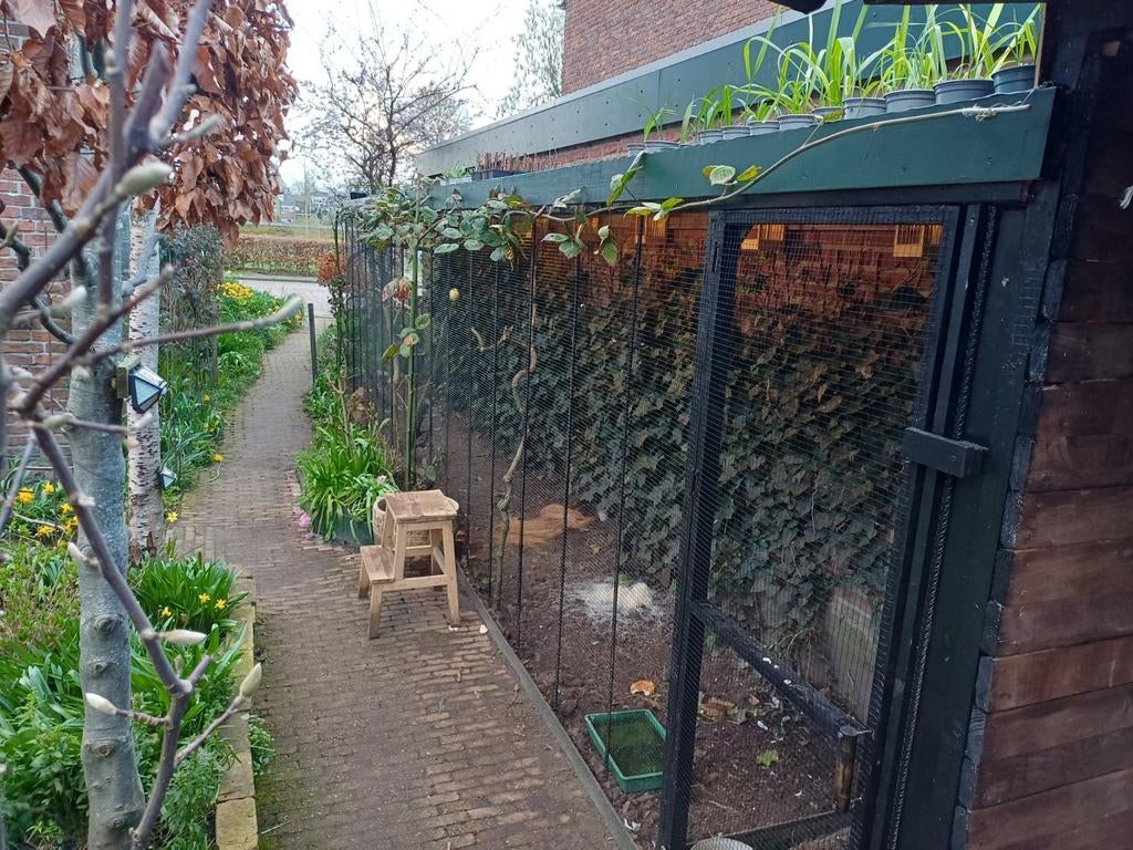 Vogel"opvang", Dieren en Toebehoren, Meerdere dieren, Bastaard