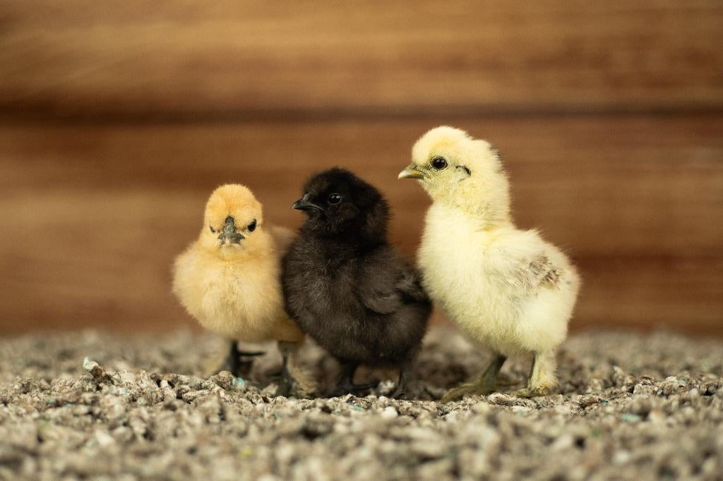 Zijdehoender kippen kuikens kriel | Gesekst en Ingeënt, Dieren en Toebehoren, Pluimvee, Vrouwelijk, Kip