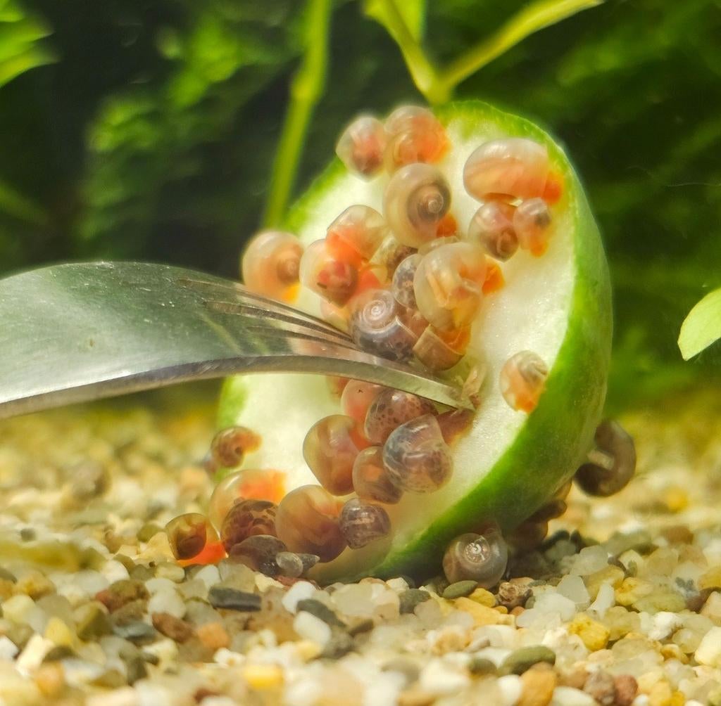 Posthoornslakken, Slak of Weekdier, Zoetwatervis