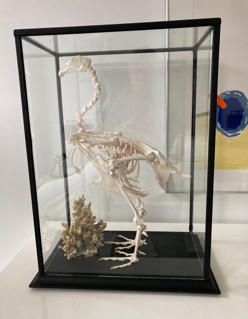 Skelet haan in vitrine, Verzamelen, Dierenverzamelingen, Ophalen, Zo goed als nieuw, Beeldje of Figuurtje