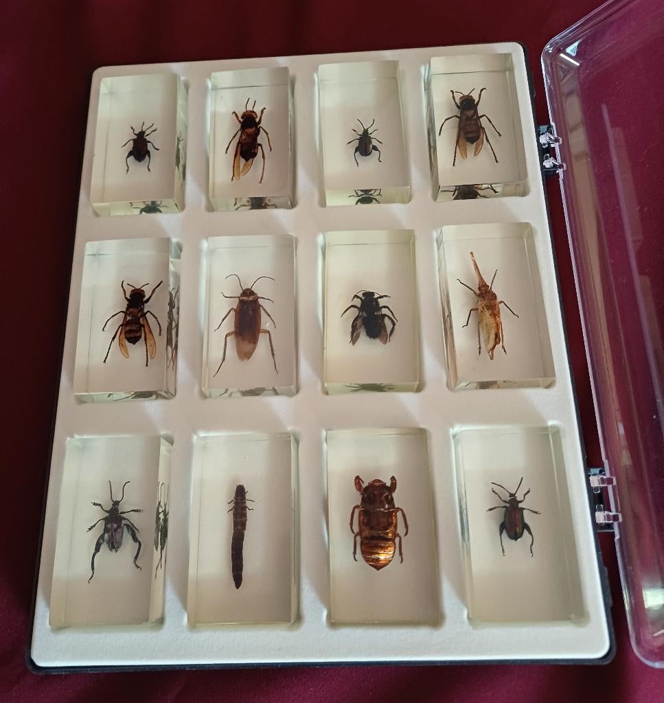 insectenbox 30 x 25 cm   12 insecten in hars, Overige soorten