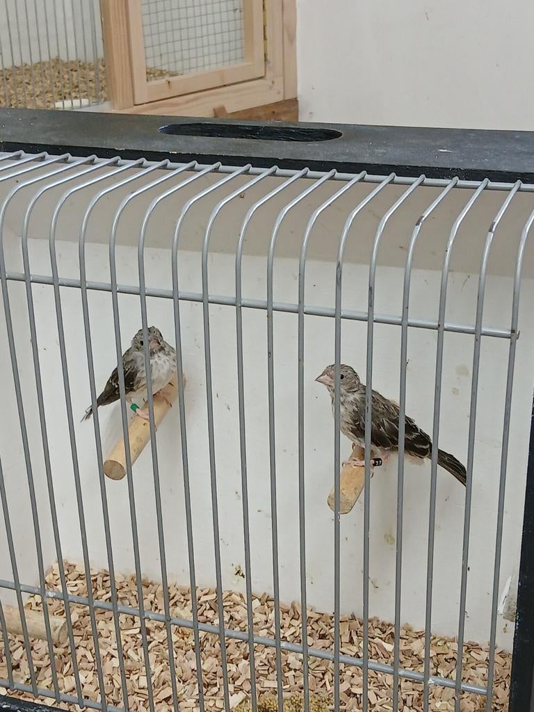 Witstuit edelzangers., Dieren en Toebehoren, Vogels | Overige Vogels, Meerdere dieren, Tropenvogel, Geringd