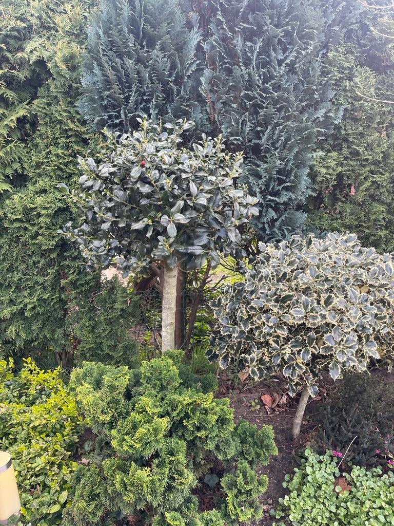 2 sierbomen op stam: hulst en schijnhulst, Bloeit niet, Halfschaduw, Overige soorten, 100 tot 250 cm