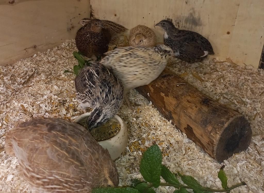 Kwartels en eitjes, Japanse!, Dieren en Toebehoren, Overige Dieren, Geslacht onbekend, November