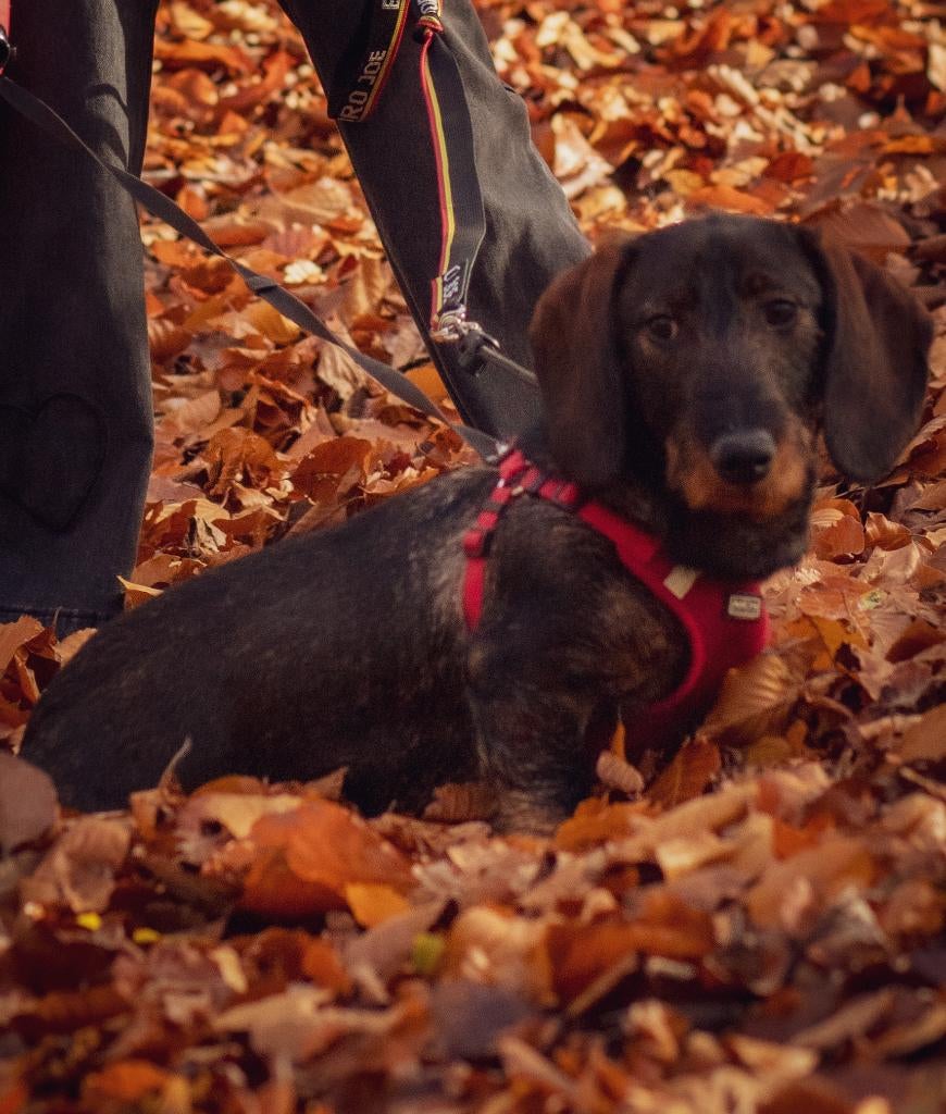 Ruwharige standaard teckel, België, Standaard, Particulier, 15 weken tot 1 jaar