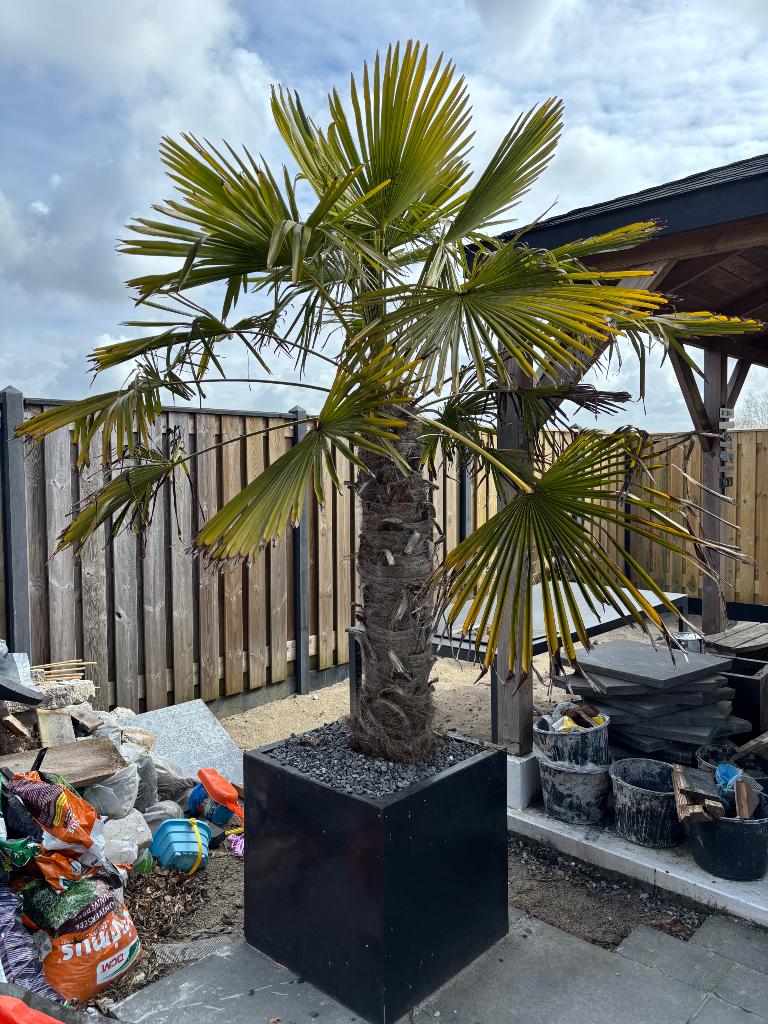 Palmboom Trachycarpus fortunei - Winterharde Palmboom, Tuin en Terras, 100 tot 250 cm, Zomer, Palmboom, Ophalen