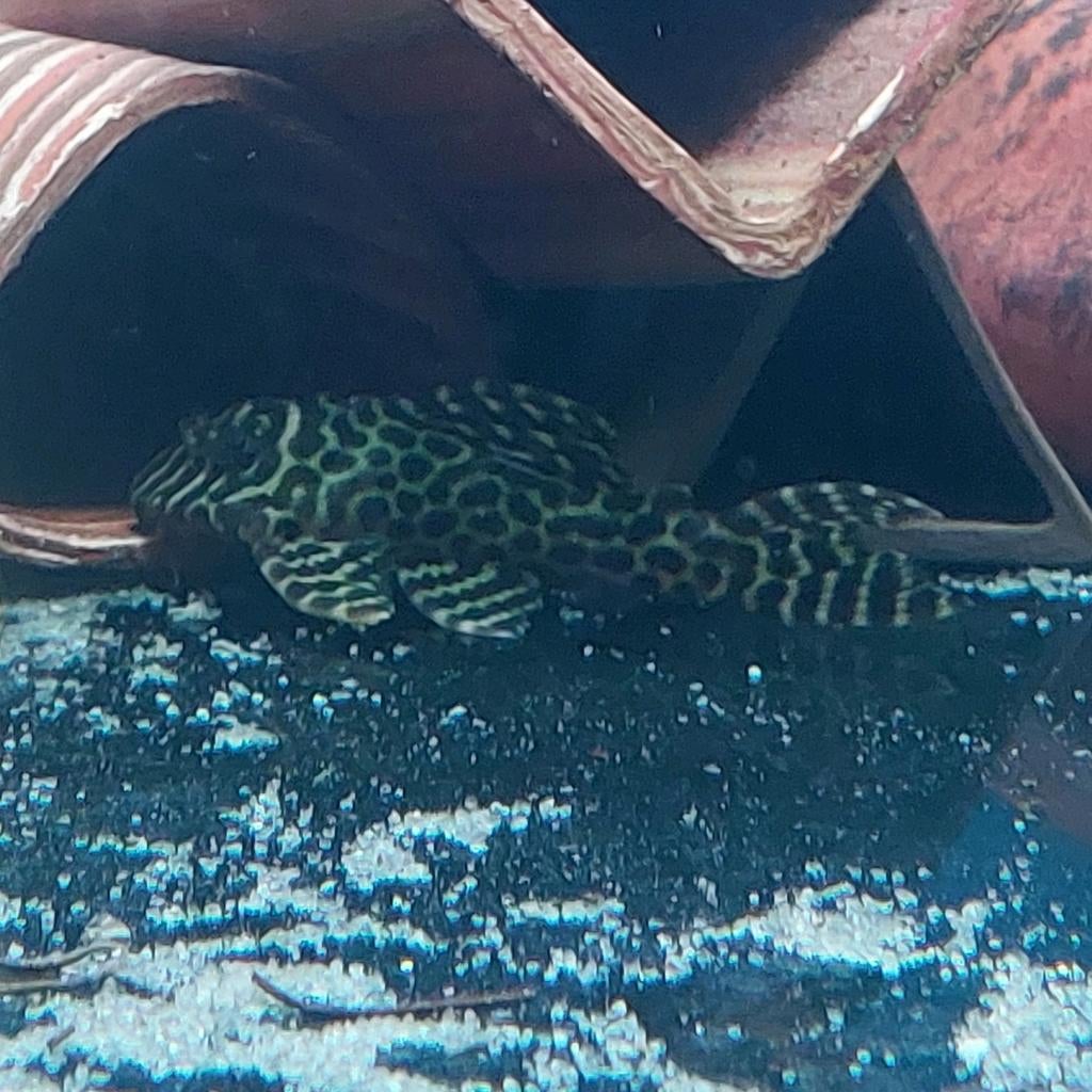 1x L174 (8cm), Vis, Zoetwatervis