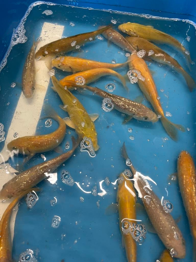 Zeer mooie chagoi karashigoi ochiba saragoi, Karper of Koi