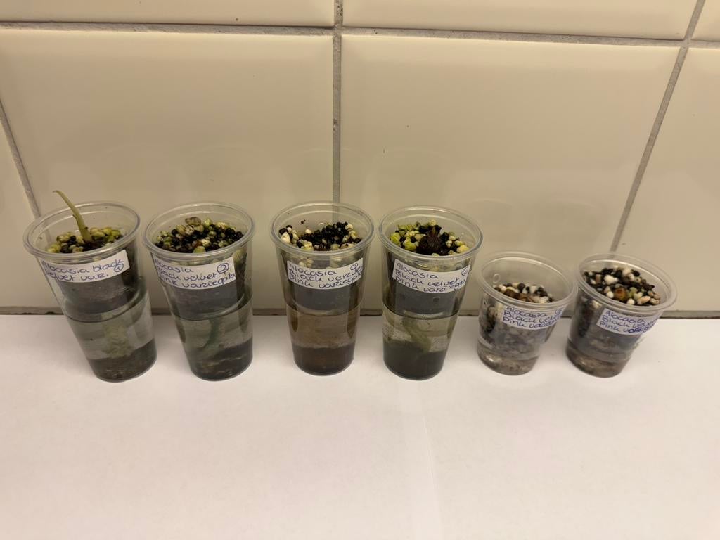 Alocasia black velvet pink variegata corm, Huis en Inrichting, Kamerplanten, Ophalen of Verzenden