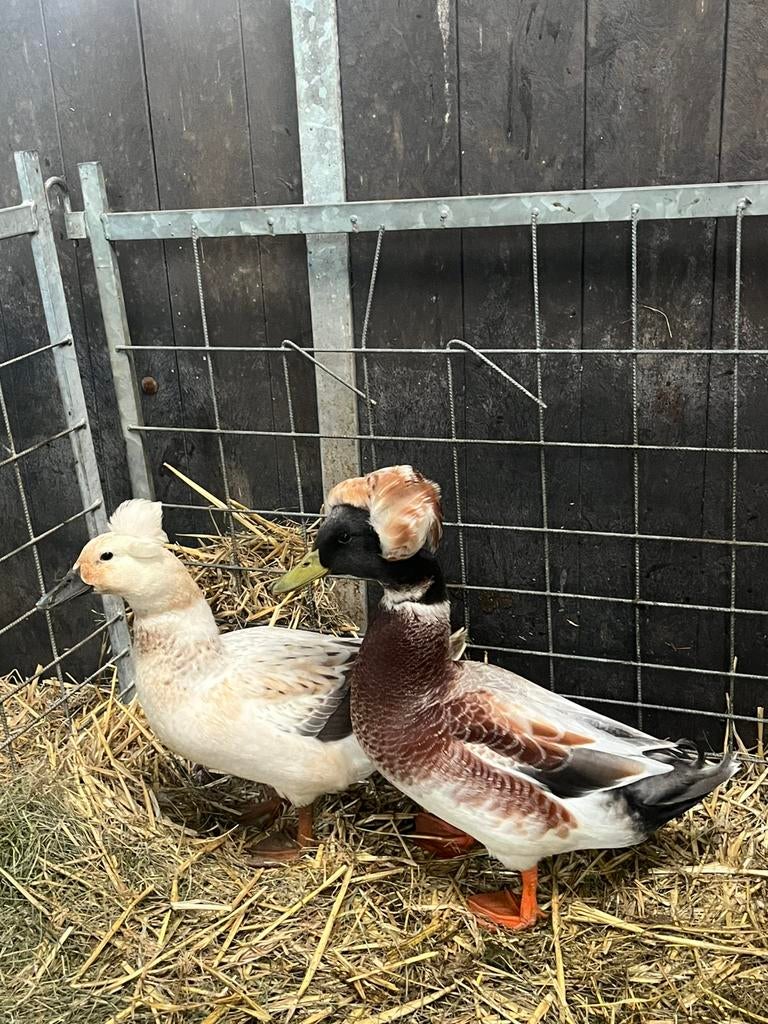 Broedeieren kuifeenden, Dieren en Toebehoren, Pluimvee, Meerdere dieren, Eend