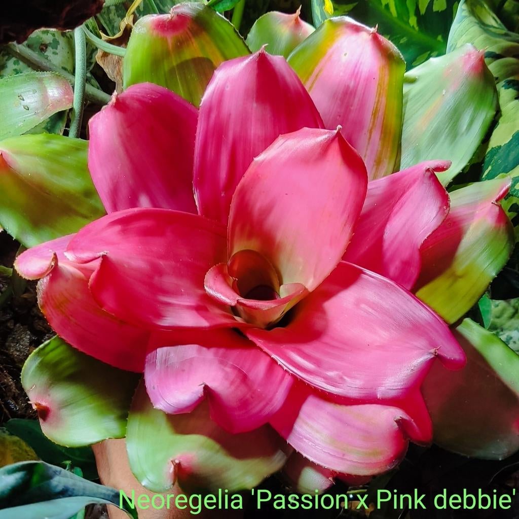 Bromelia's uit eigen import Colombia en Thailand, Slang, 0 tot 2 jaar