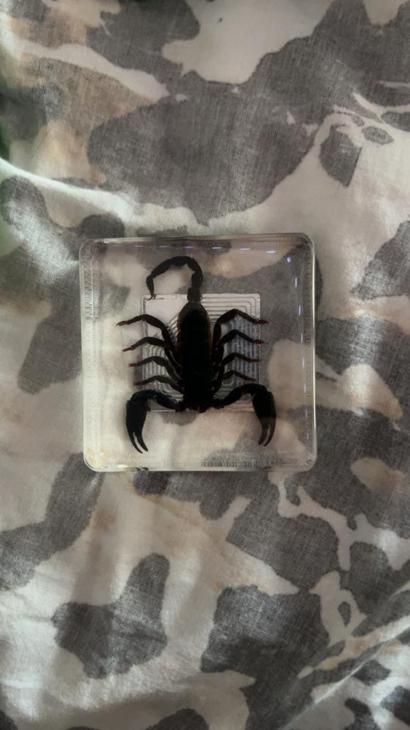 Opgezette Schorpioen in Hars, Verzamelen, Dierenverzamelingen, Nieuw, Opgezet dier, Insect, Verzenden