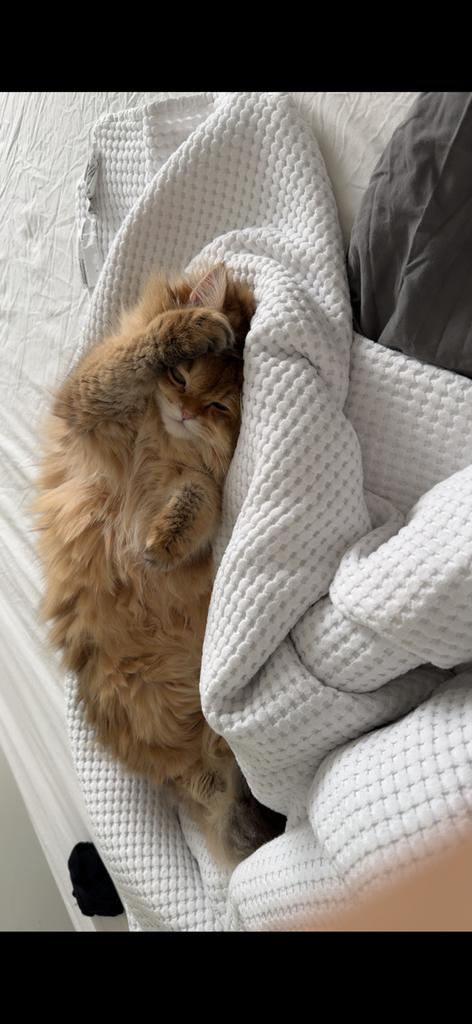 Lieve huiskat Cinnabon zoekt nieuw thuis, Kater, Gechipt