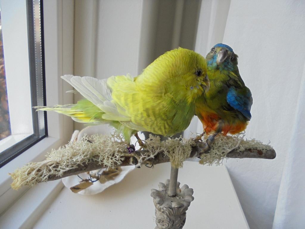 taxydermie, opgezette vogels, taxi dermie, Antiek en Kunst, Ophalen of Verzenden