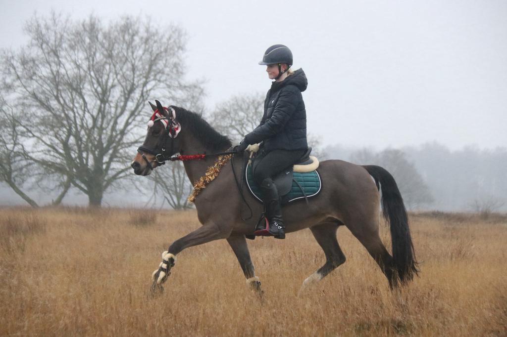 Gezocht: Verzorgpony of verzorgpaard (of bijrijdpaard), Ophalen