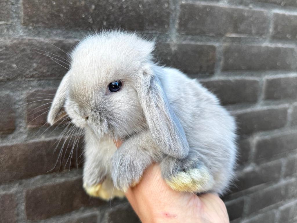 Lieve hangoor dwergkonijnen, gekoppeld en gecastreerd!, Dieren en Toebehoren, Konijnen, Meerdere dieren, Dwerg, Hangoor