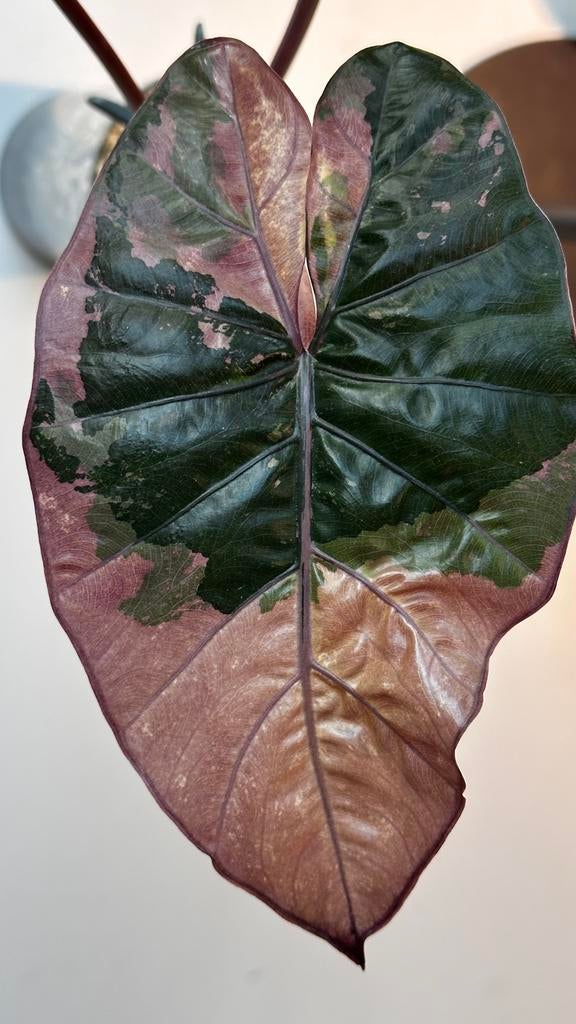 Alocasia Yucatan Princess tricolor corms, Ophalen of Verzenden, Halfschaduw, Minder dan 100 cm