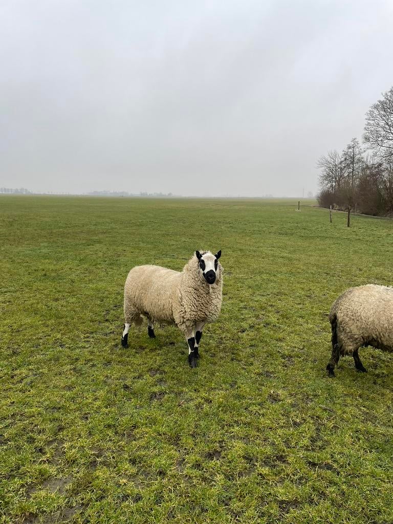 Stamboek Kerry Hill ram, Mannelijk, Schaap