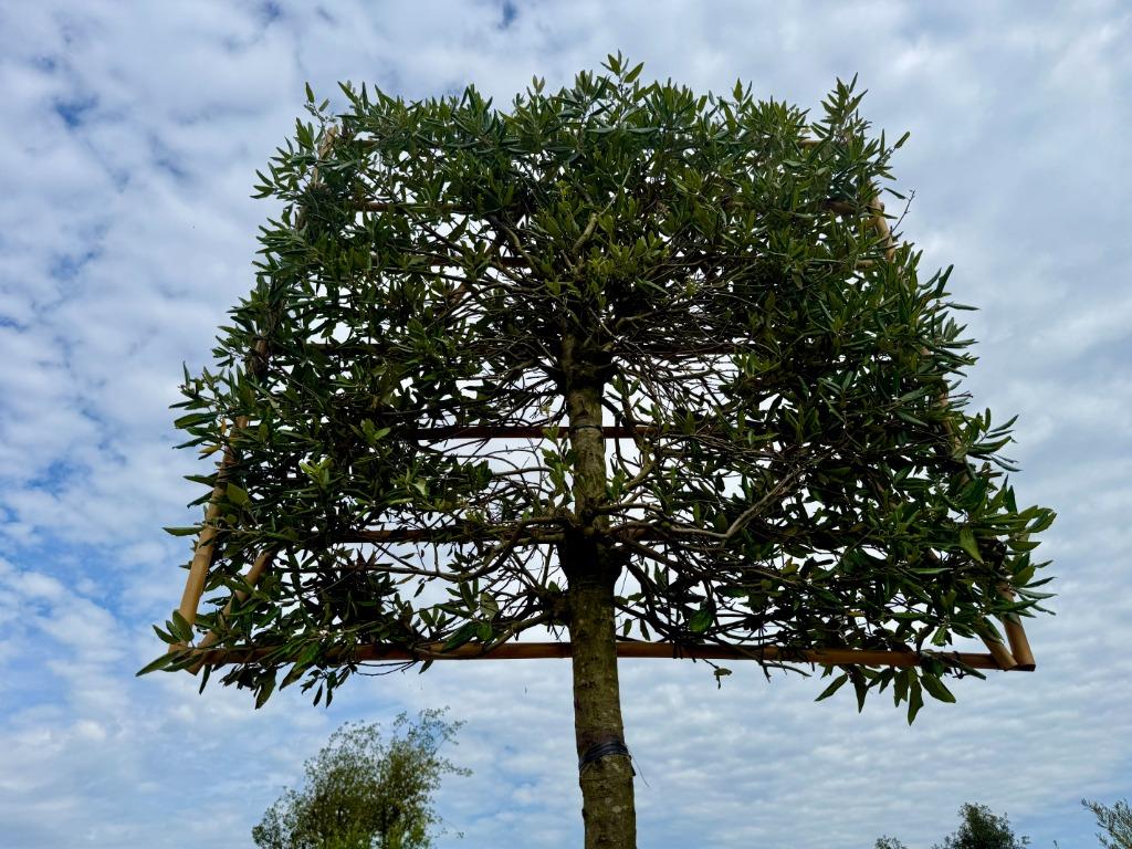 Groenblijvende steeneik 20/25 leiboom - Quercus ilex te koop, Leiboom, Ophalen of Verzenden, 250 tot 400 cm, Zomer