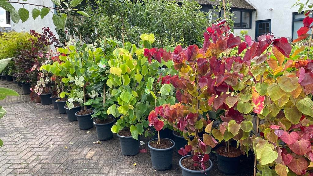 Cercis bomen, Tuin en Terras, Planten | Bomen, Overige soorten, Volle zon, Ophalen