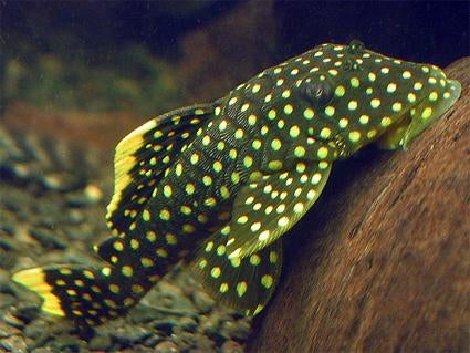 L-Nummers: L018 Baryancistrus xanthellus, Dieren en Toebehoren, Vis, Zoetwatervis