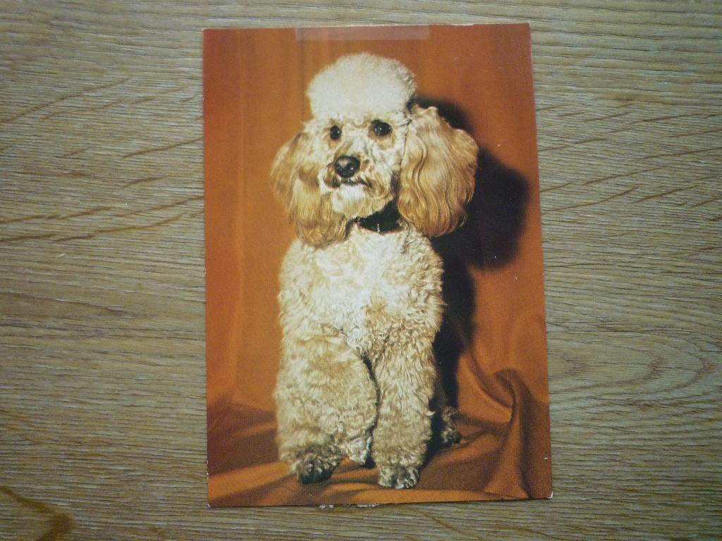 Poedel hond honden, Ophalen of Verzenden, Voor 1920, Hond of Kat