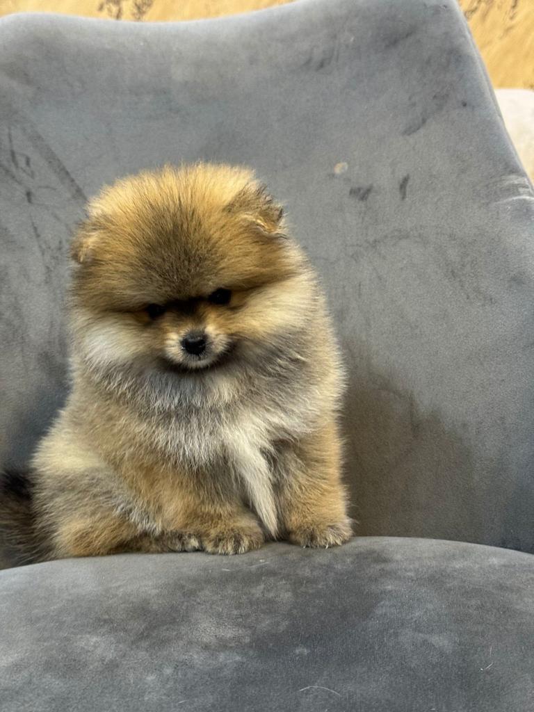 mini pommeraan, Dieren en Toebehoren, Honden | Niet-rashonden, Particulier, Rabiës (hondsdolheid), 15 weken tot 1 jaar, Reu