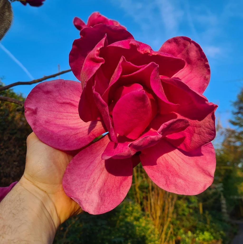 Magnolia Felix Jury / Nieuw ‼️‼️ / zeer grote bloemen  ‼️, Tuin en Terras, Planten | Bomen, Lente, 250 tot 400 cm, Ophalen, Volle zon