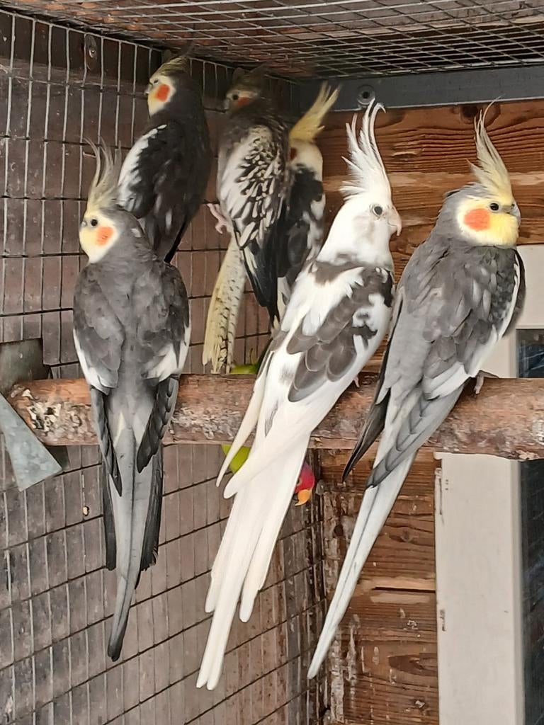 Te koop koppels broedrijpe valkparkieten, Meerdere dieren, Parkiet, Geringd