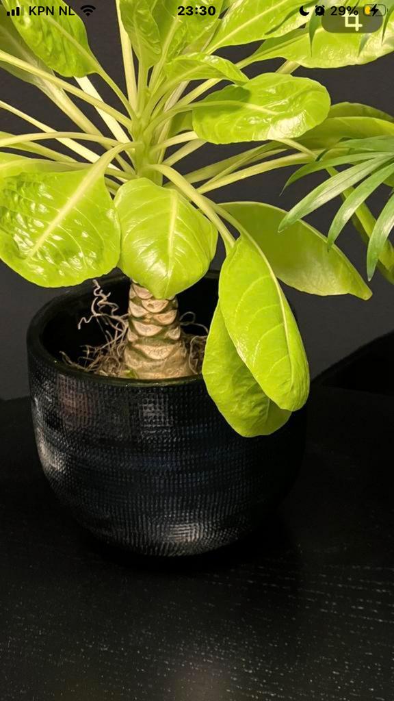 Kamerplant palm, Groene kamerplant, Ophalen of Verzenden, Palm, Minder dan 100 cm