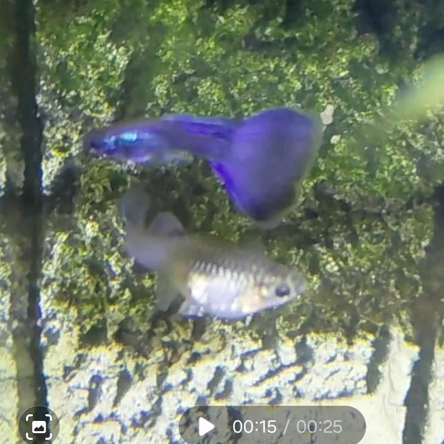 Purple moscow guppen