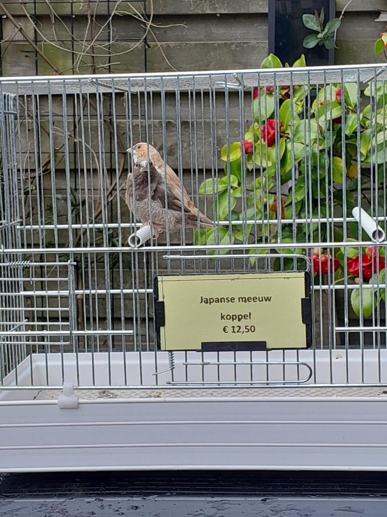 Volierevogels, Meerdere dieren, Tropenvogel, Geringd