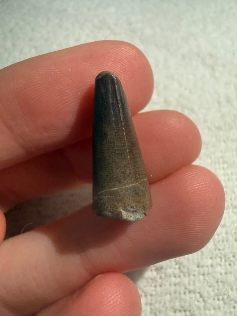 Sarcosuchus tand, Ophalen of Verzenden, Fossiel