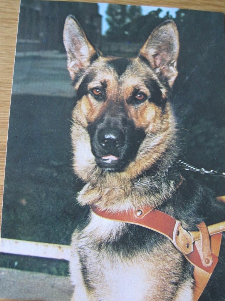 Duitse herder op ansichtkaart, Verzenden, 1980 tot heden, Gelopen, Hond of Kat