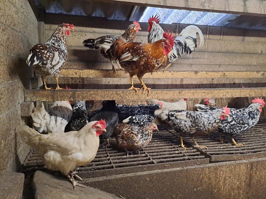 Broedeieren leghorn kleuren mix, Dieren en Toebehoren, Pluimvee, Kip, Geslacht onbekend