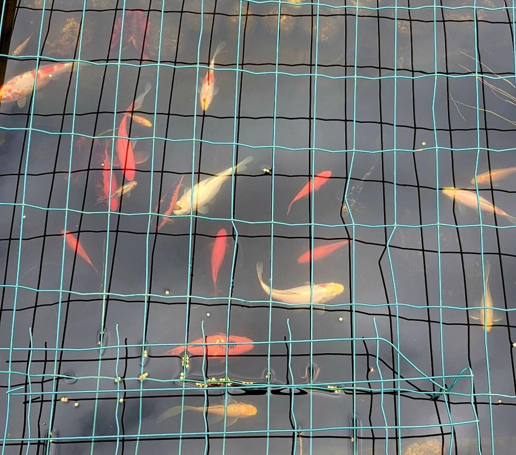 Vijvervissen, ca 20 stuk., Goudvis(sen)