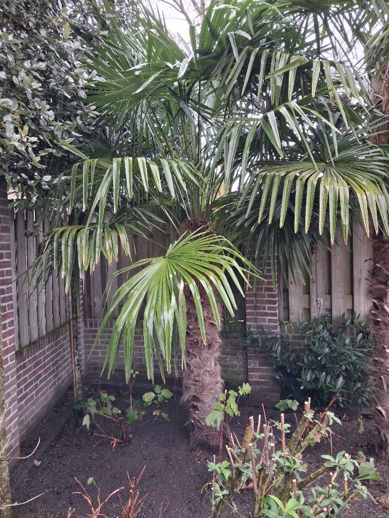 Trachycarpus Fortune ( Chinese waaier palm ), Tuin en Terras, Planten | Bomen, 250 tot 400 cm, Zomer, Palmboom, Ophalen