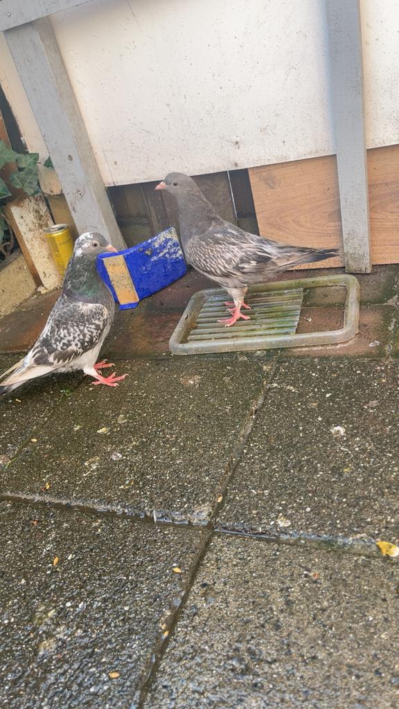 Duiven te koop, Dieren en Toebehoren, Vogels | Duiven, Meerdere dieren, Overige soorten