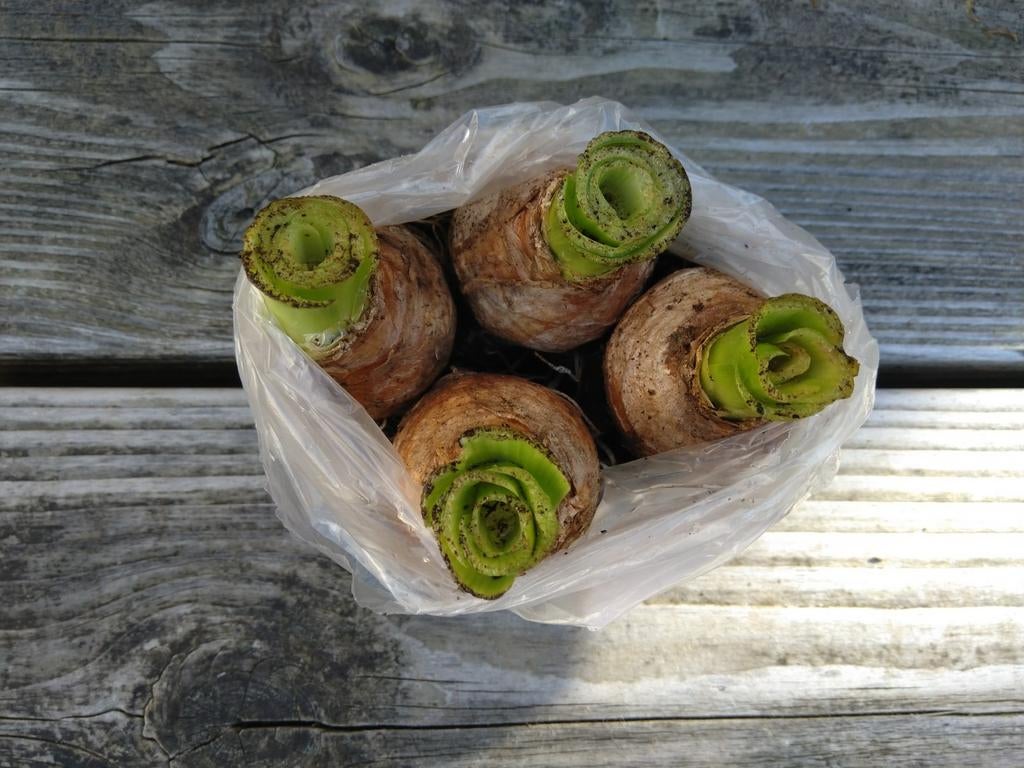 Vier hyacint bollen, wit. Ruilen voor vetplant stekje., Ophalen