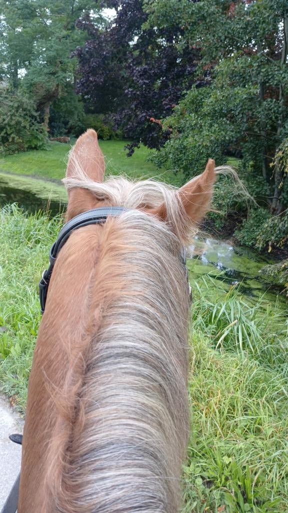 Gezocht een (grote)D pony, Dieren en Toebehoren, Meerdere dieren, L, D pony (1.37m tot 1.48m), 7 tot 10 jaar