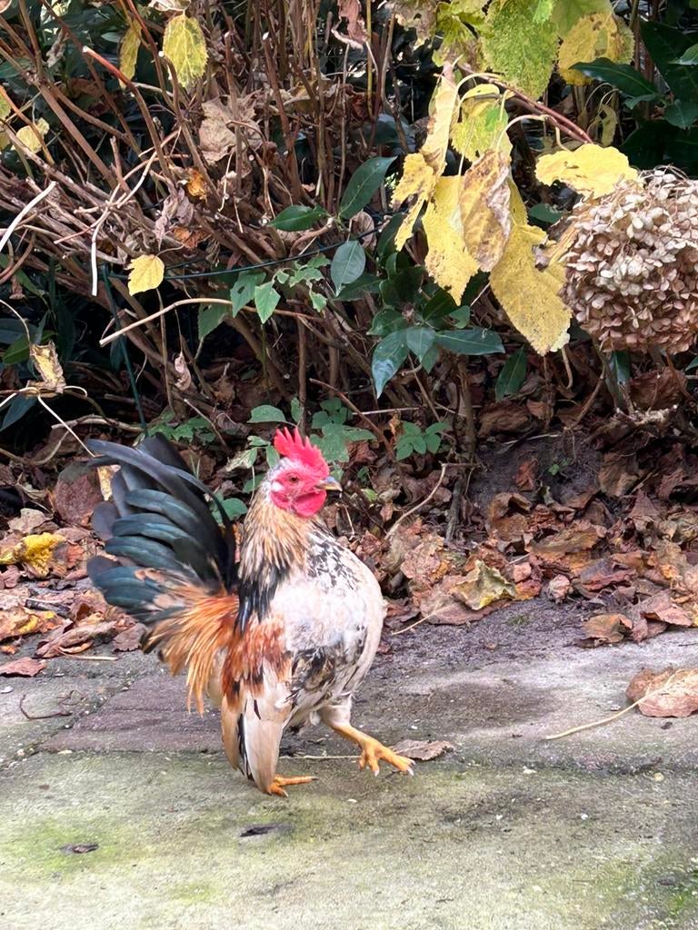 3 Serama haantjes GRATIS, Dieren en Toebehoren, Mannelijk, Kip