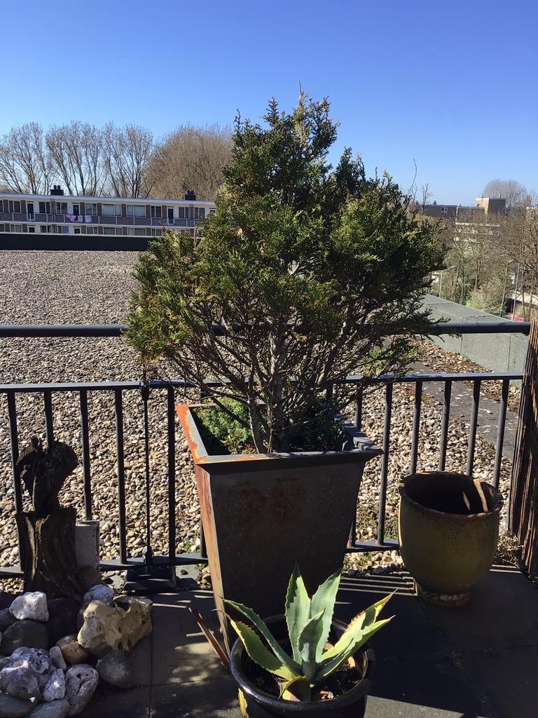 Gratis coniferen in pot, Tuin en Terras, Planten | Bomen, Ophalen